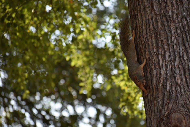迪巴拉再次 迪巴拉再次